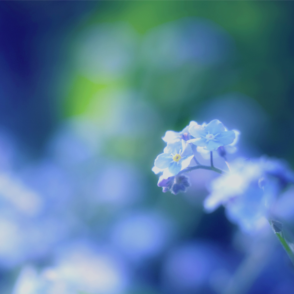 Цветы незабудки на поляне