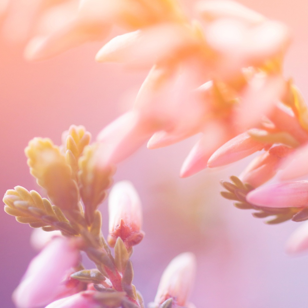 Утренние цветы