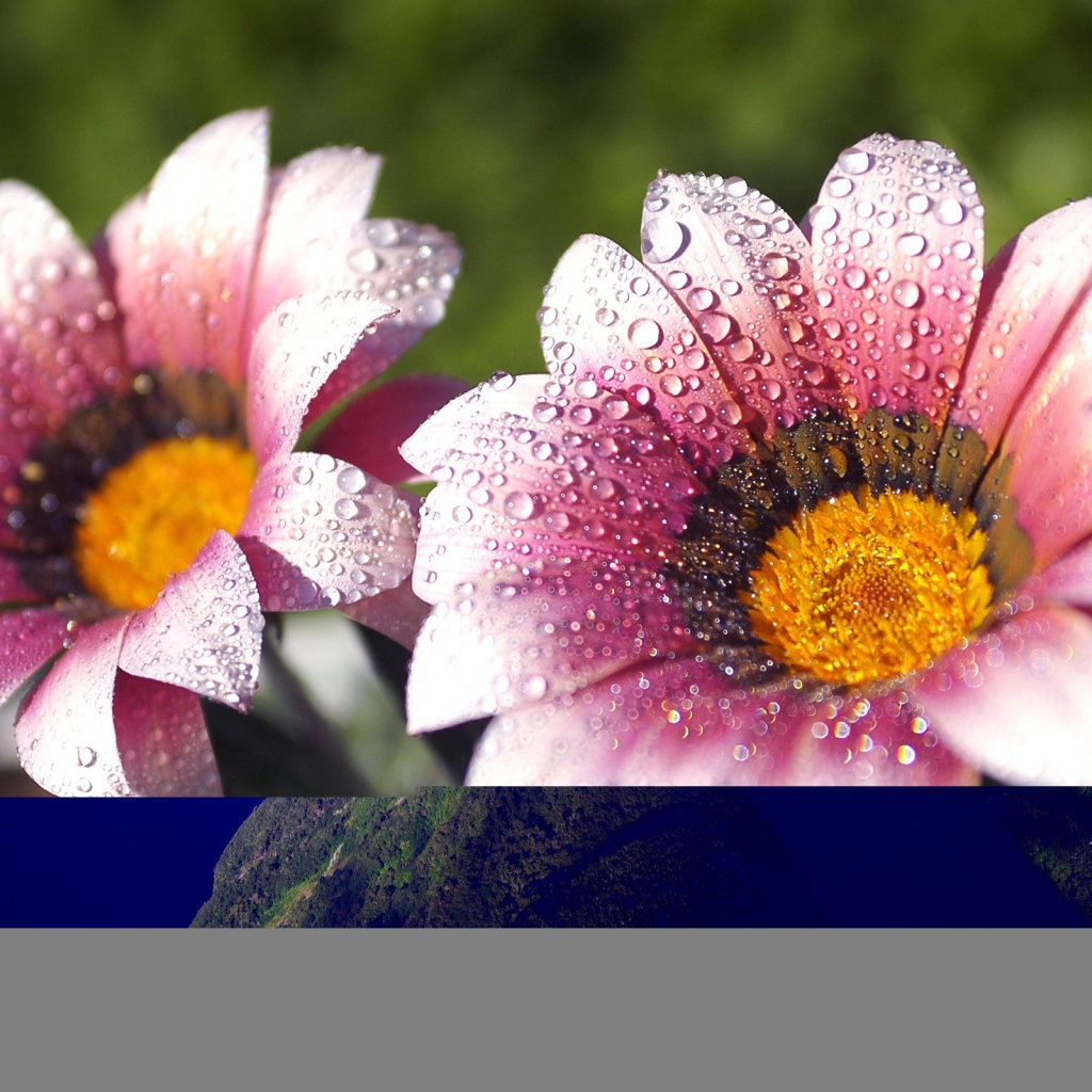 Утренняя влага