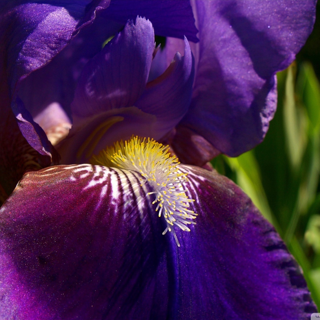 Утренний цветок ирис