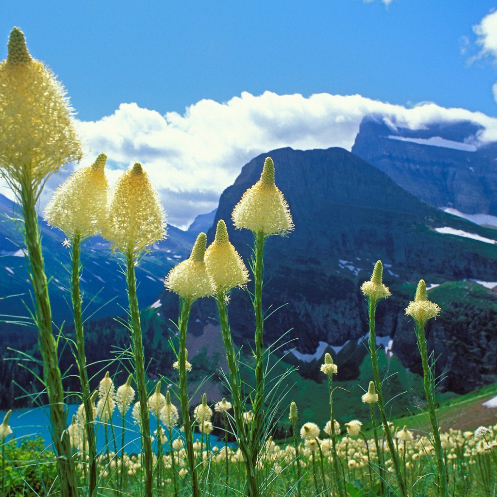 Горные цветы метелки