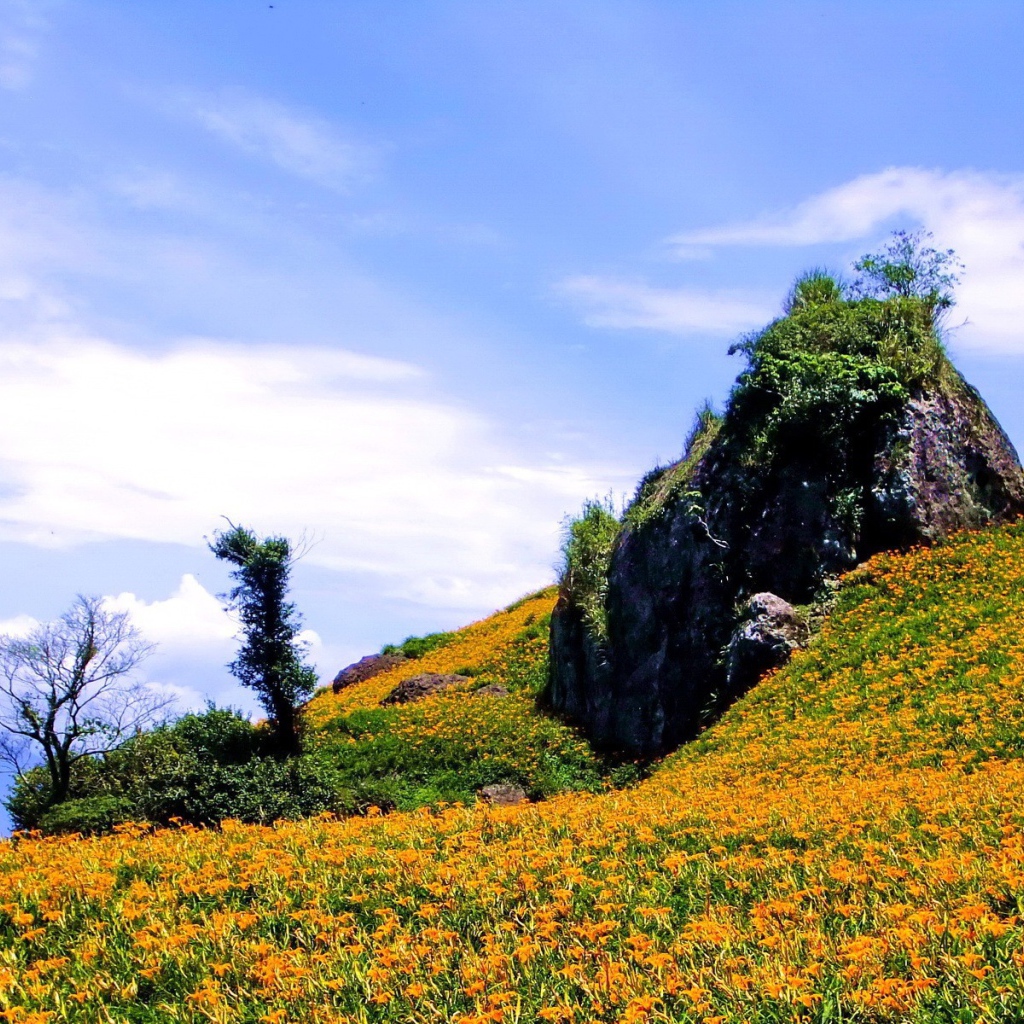 Гора в оранжевых цветах
