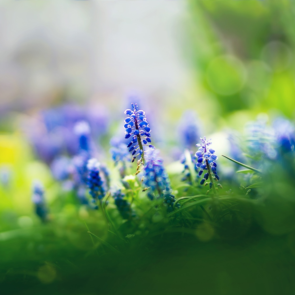 Цветы мускари