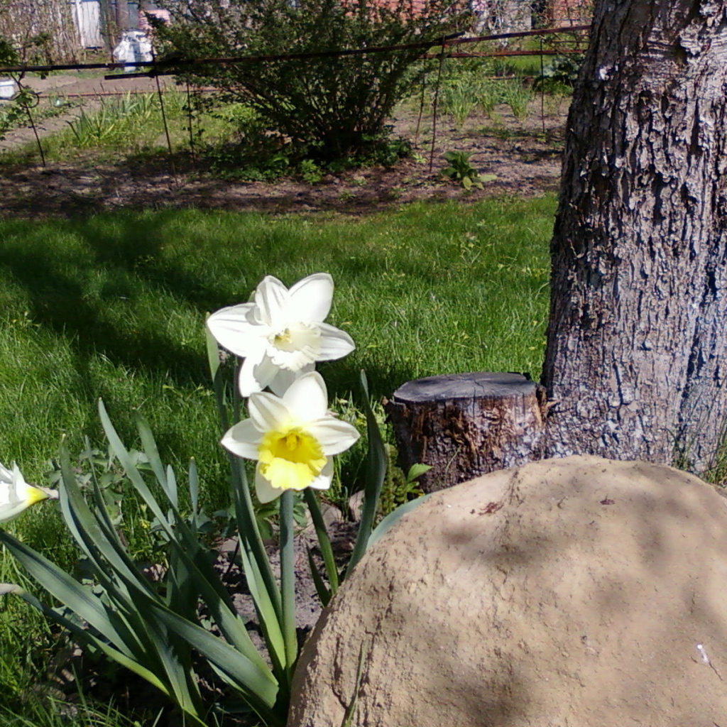 Красивое растение нектароскордум в саду