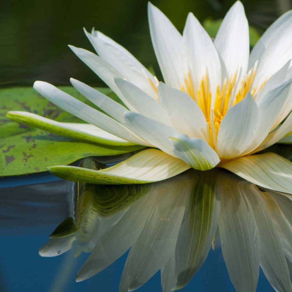 Нимфея красивый цветок на воде