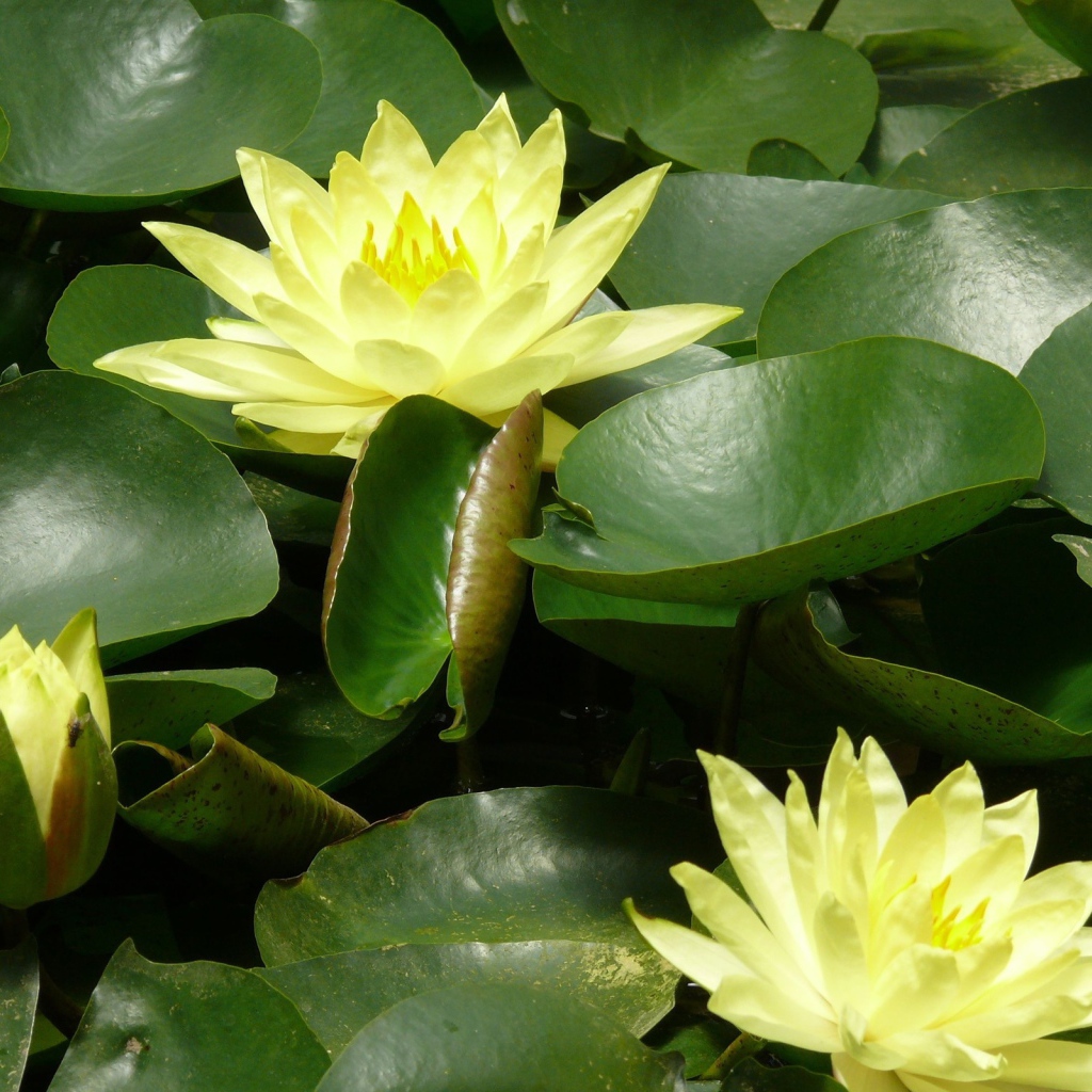 Красивые цветы нимфея в саду