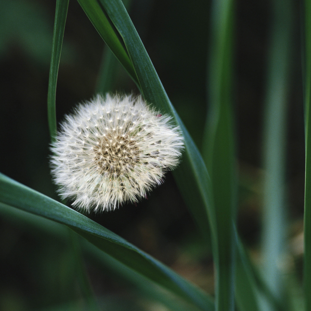 На поляне красивый козлобородник (большой одуванчик) 