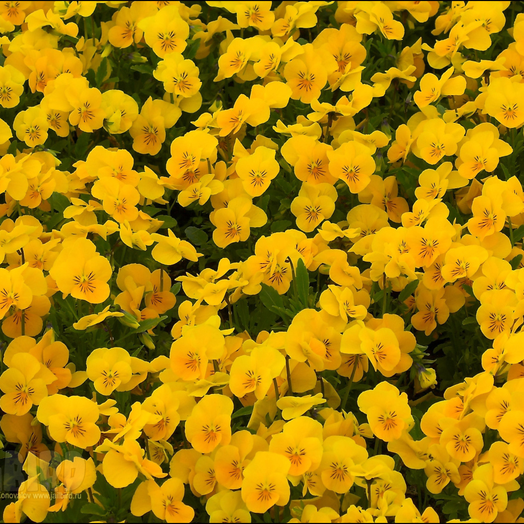 На большой поляне цветы анютины глазки