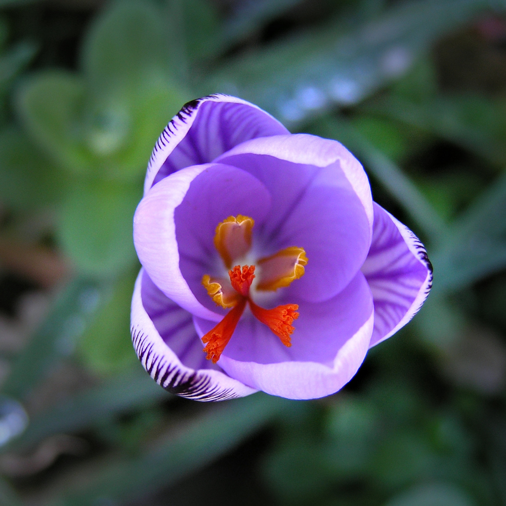 На поляне цветок шафран