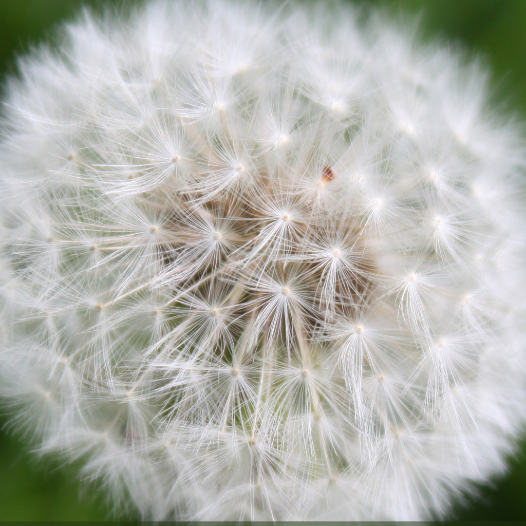 На газоне красивый козлобородник (большой одуванчик) 