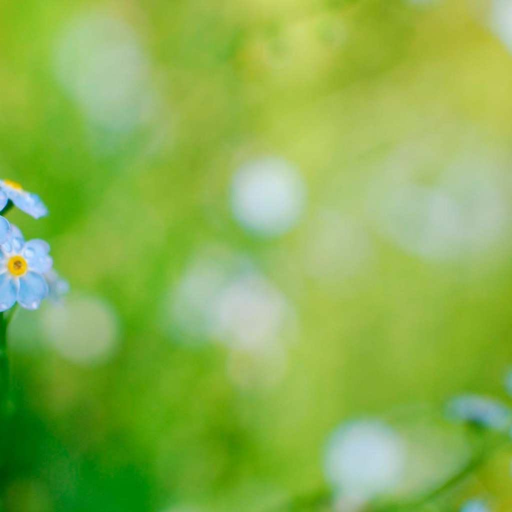 На лужайке красивые цветы незабудки