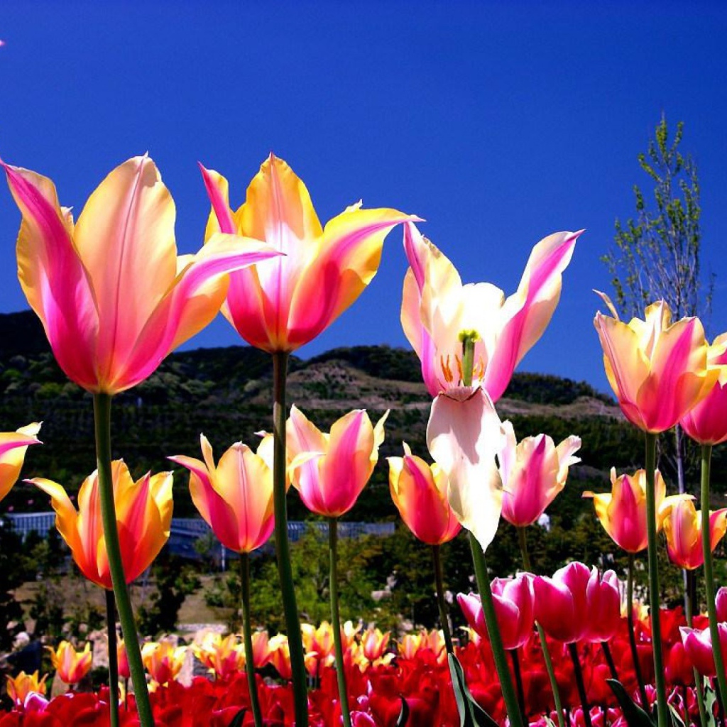 Один тюльпан завял