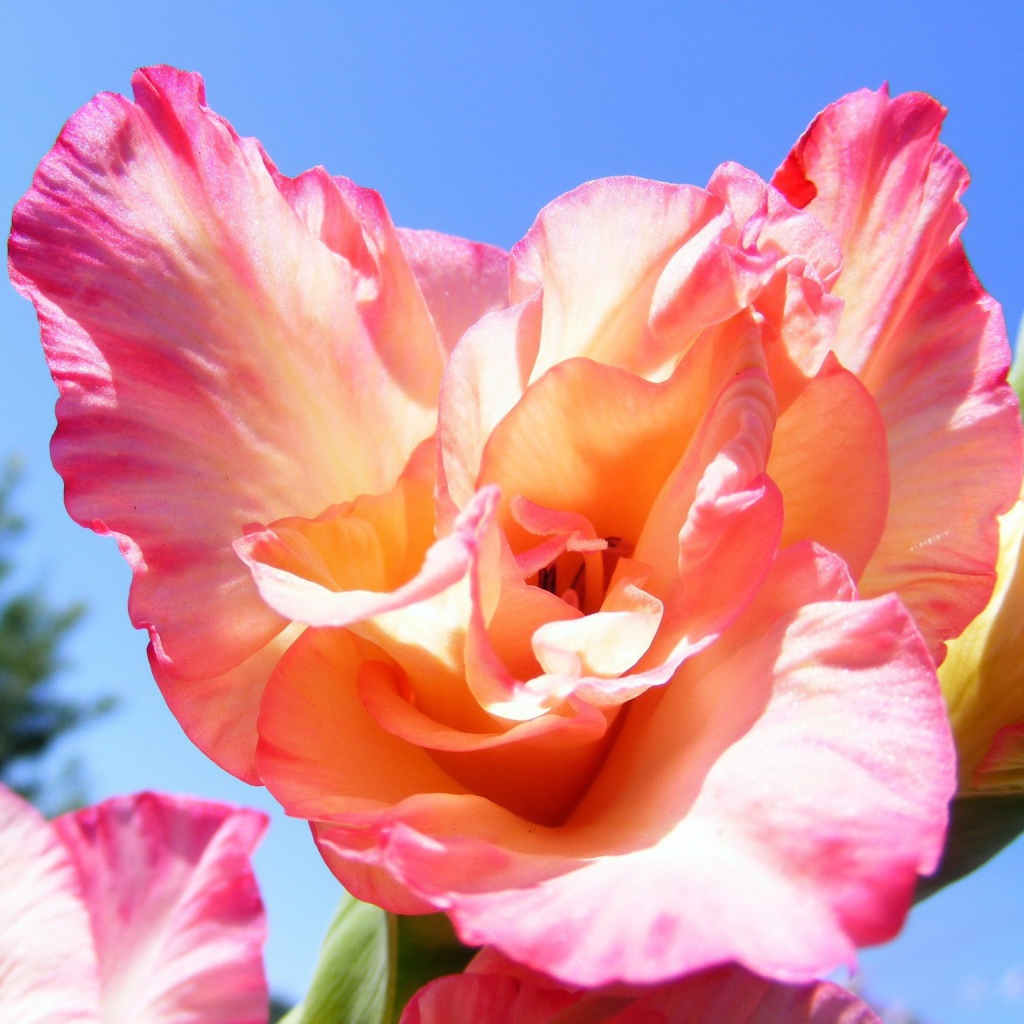 Цветок оранжевого гладиолуса