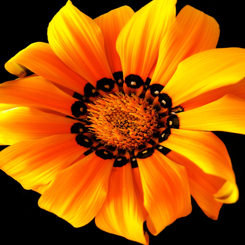 Оранжевый цветок на черном фоне