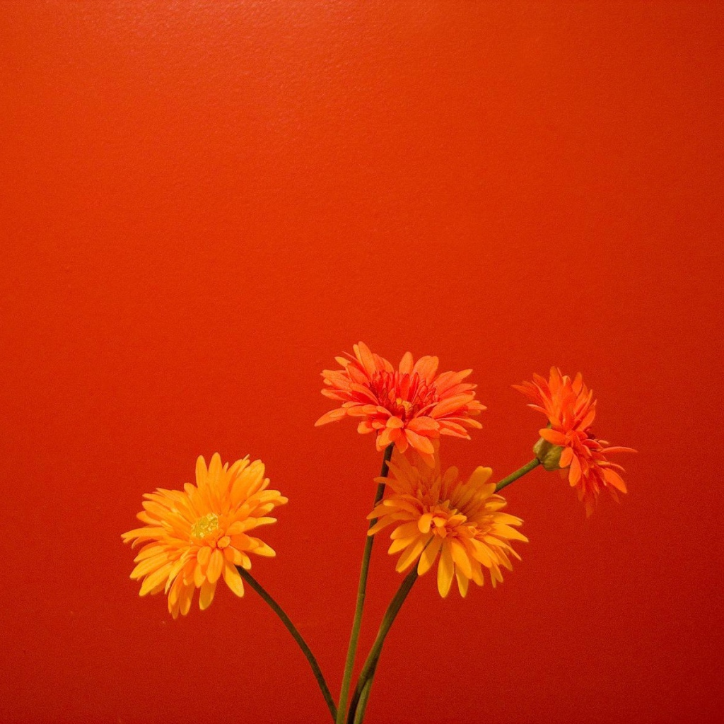 Оранжевые цветы на красном фоне