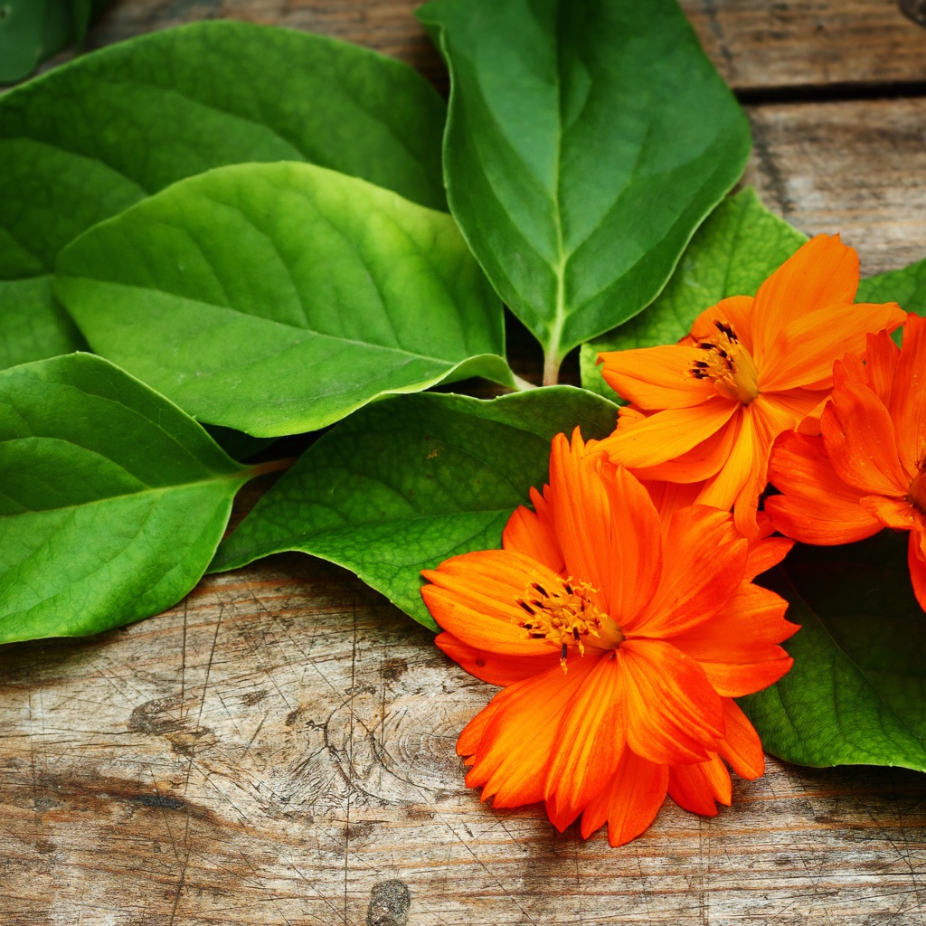 Оранжевые цветки космеи