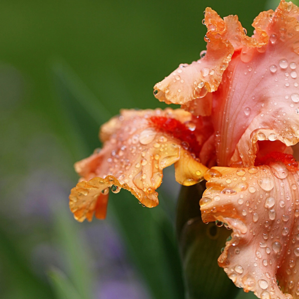 Оранжевый цветок ирис