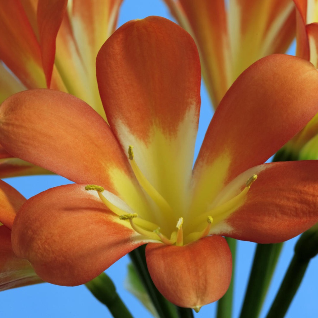 Оранжевые лилии