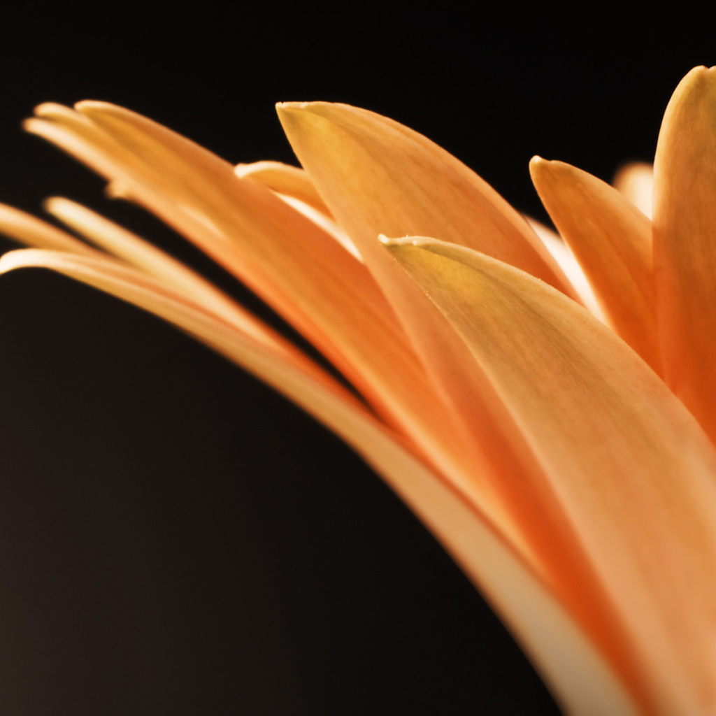 Оранжевые лепестки цветка