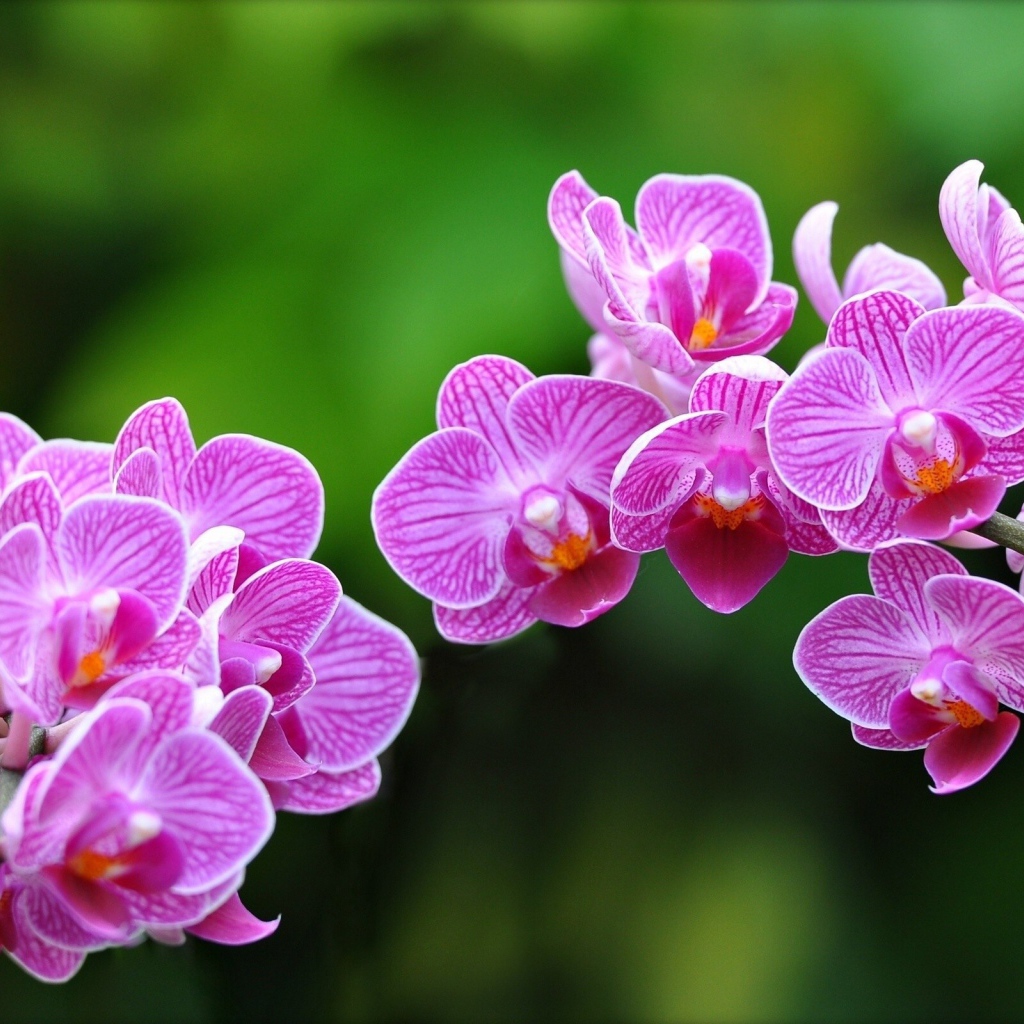 Цветки Орхидеи