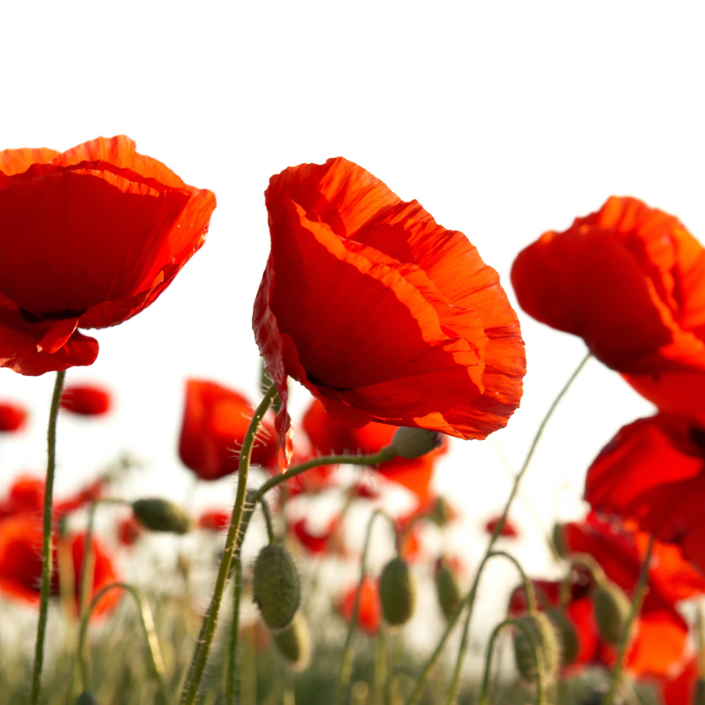 Восточный мак распустился в поле