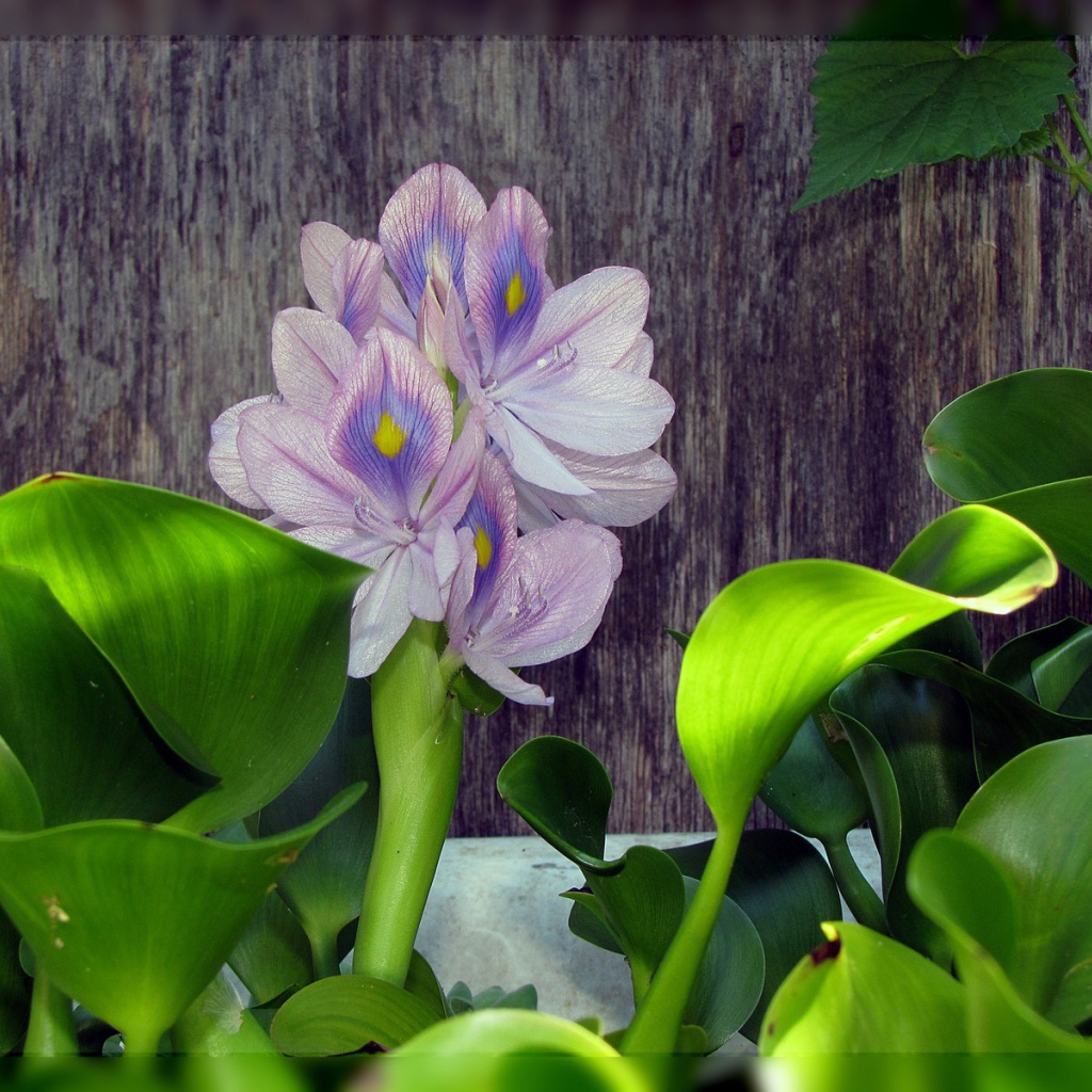 Цветок гиацинт восточный