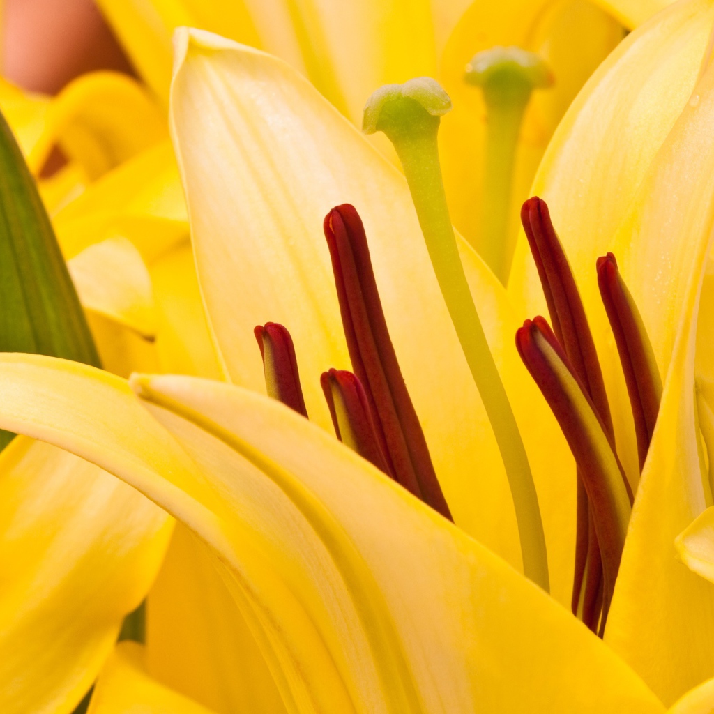 Восточная лилия