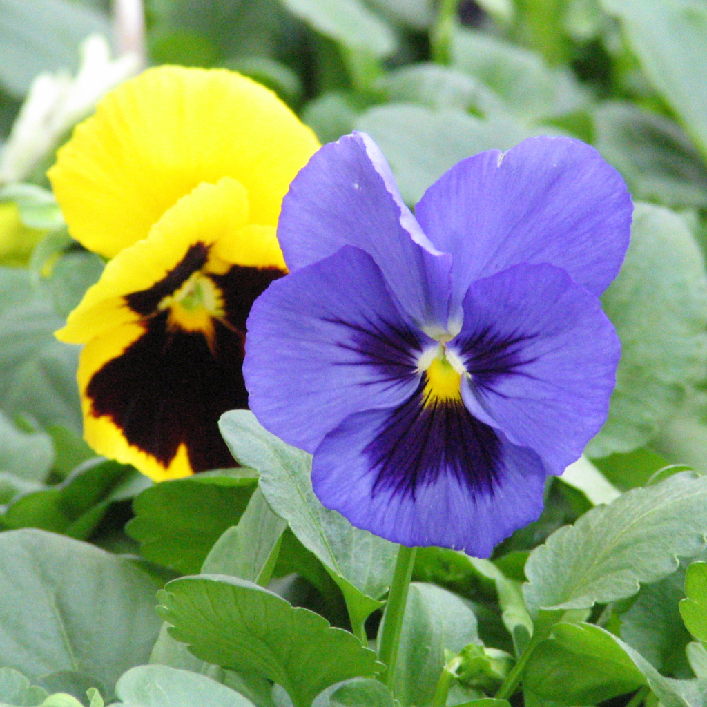 Анютины глазки расцвели в саду