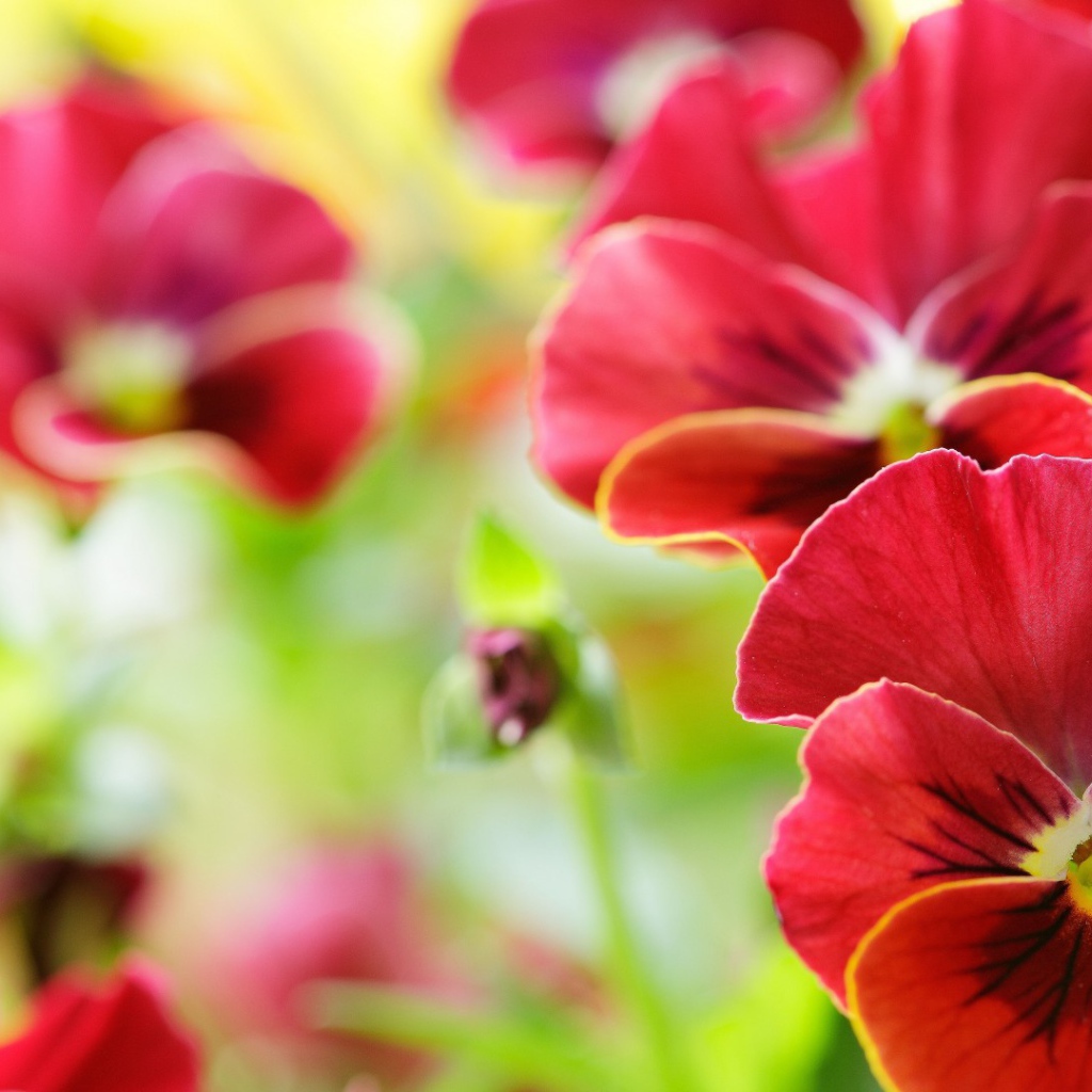 Анютины глазки