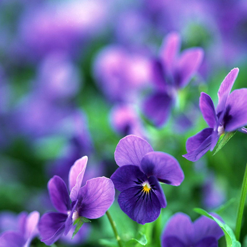 Цветы анютины глазки в саду