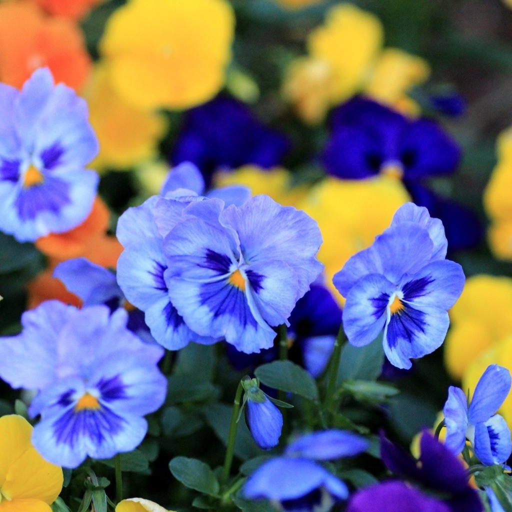 Цветы анютины глазки весной в саду