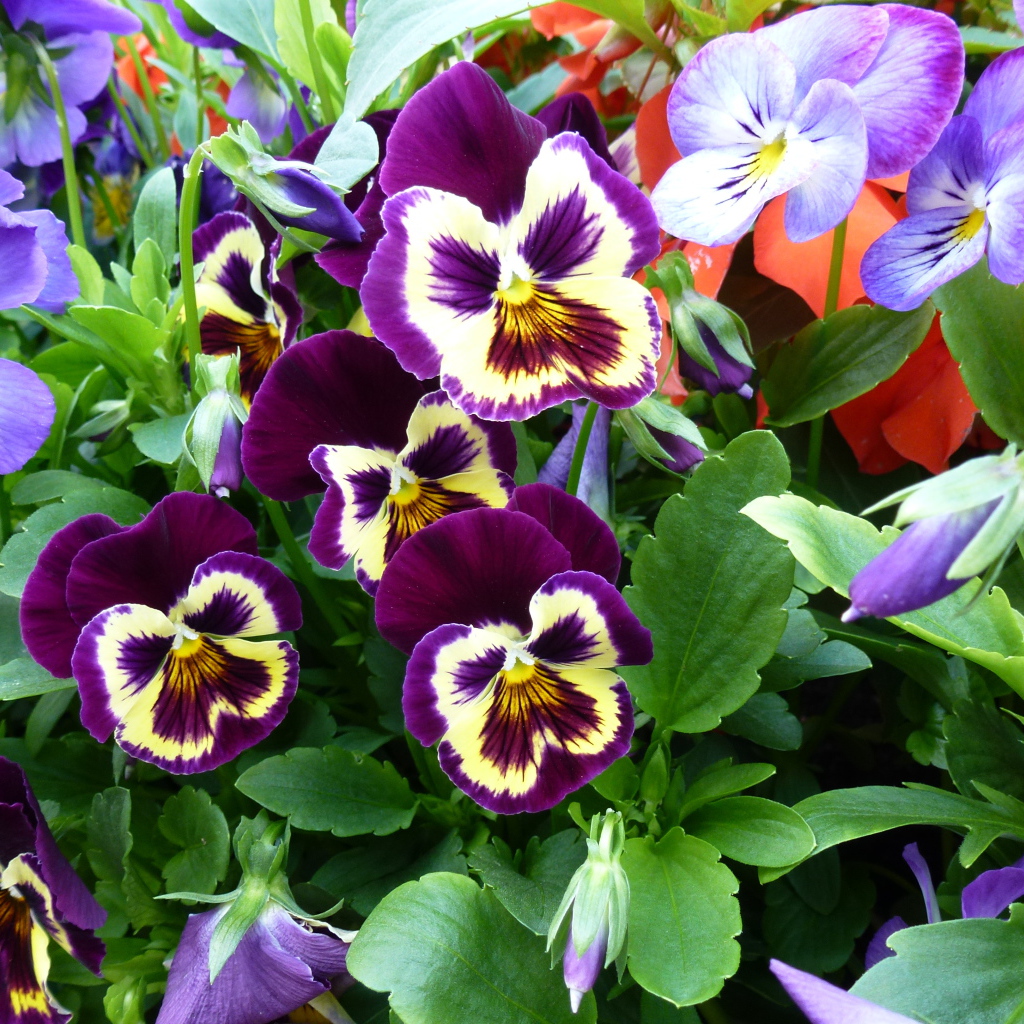 Цветы анютины глазки расцвели в лесу