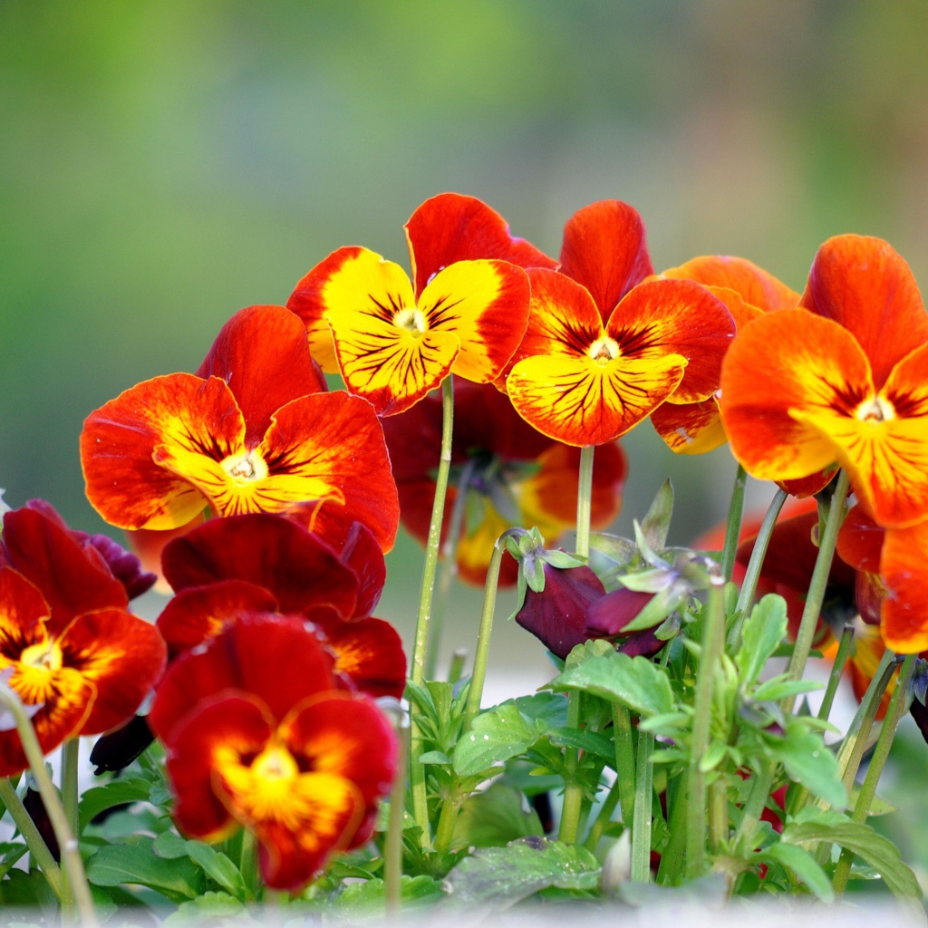 Цветы анютины глазки расцвели в саду