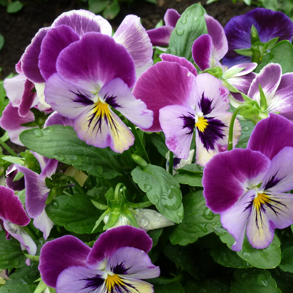 Цветы анютины глазки расцвели на поляне