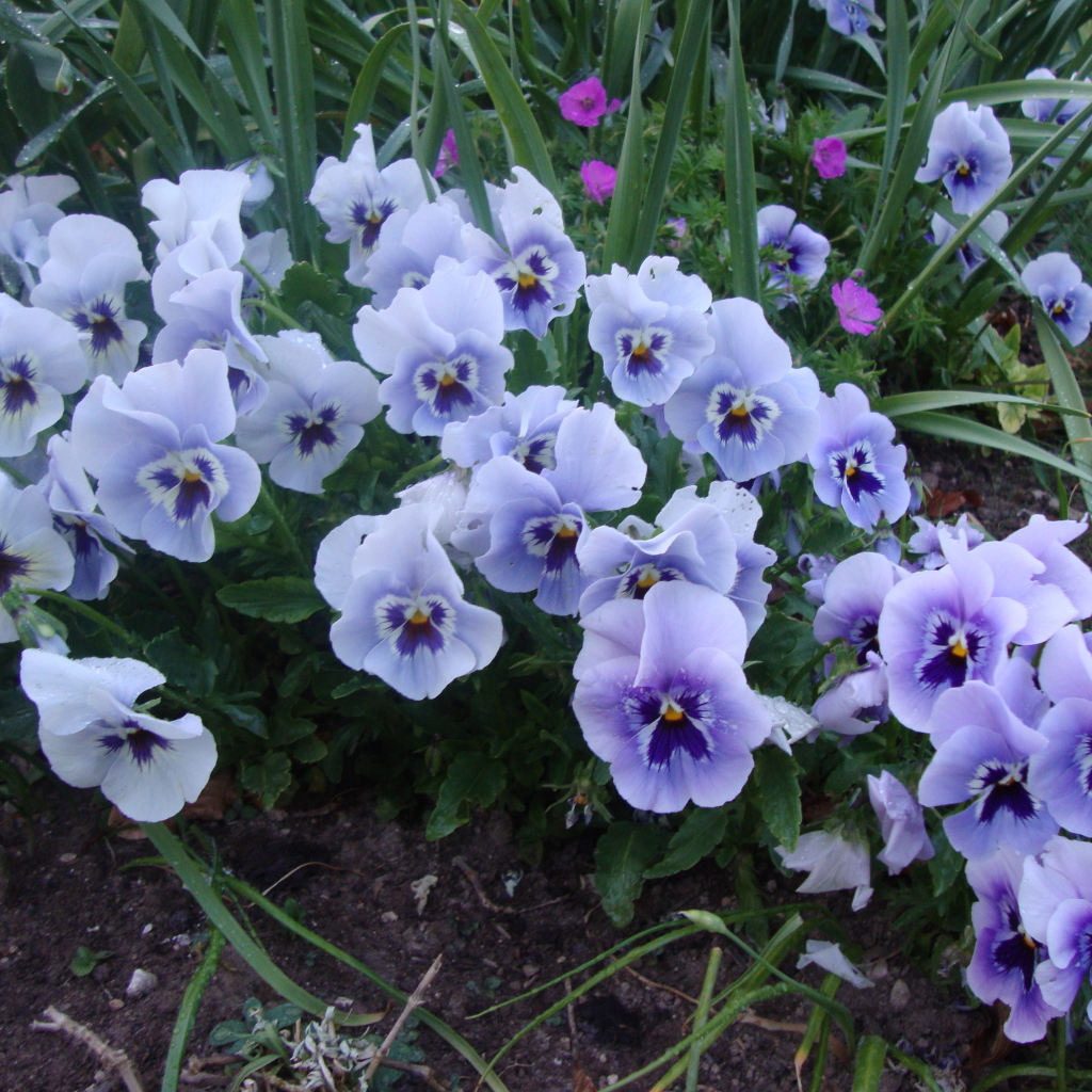 Цветы анютины глазки в лесу