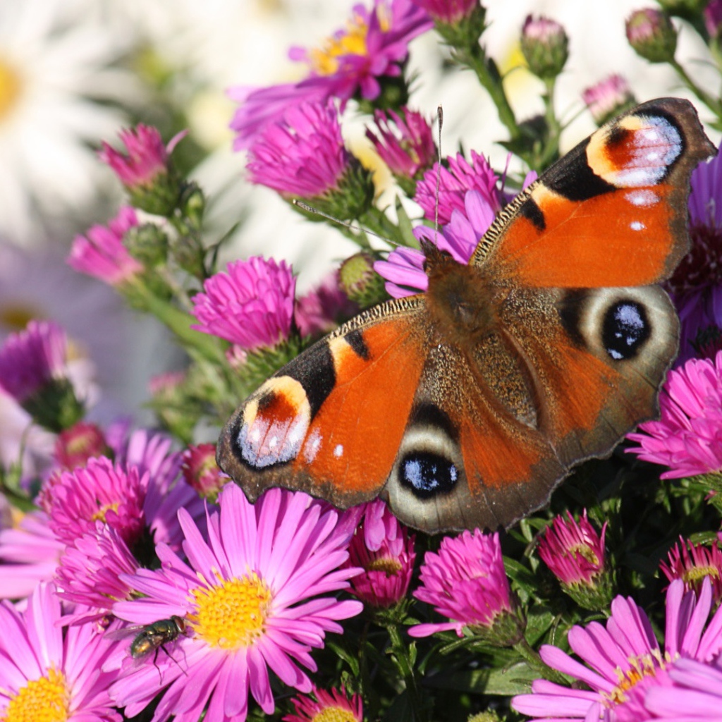 Бабочка павлин