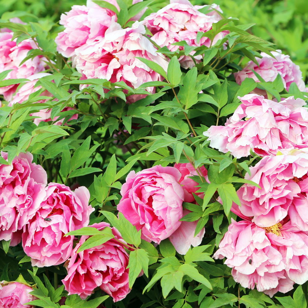 Цветы пионы в саду