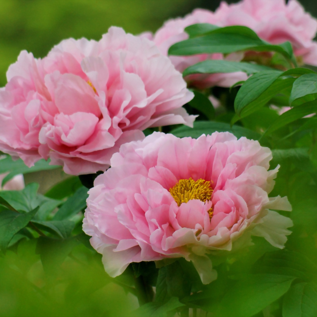 Цветы пионы под солнцем