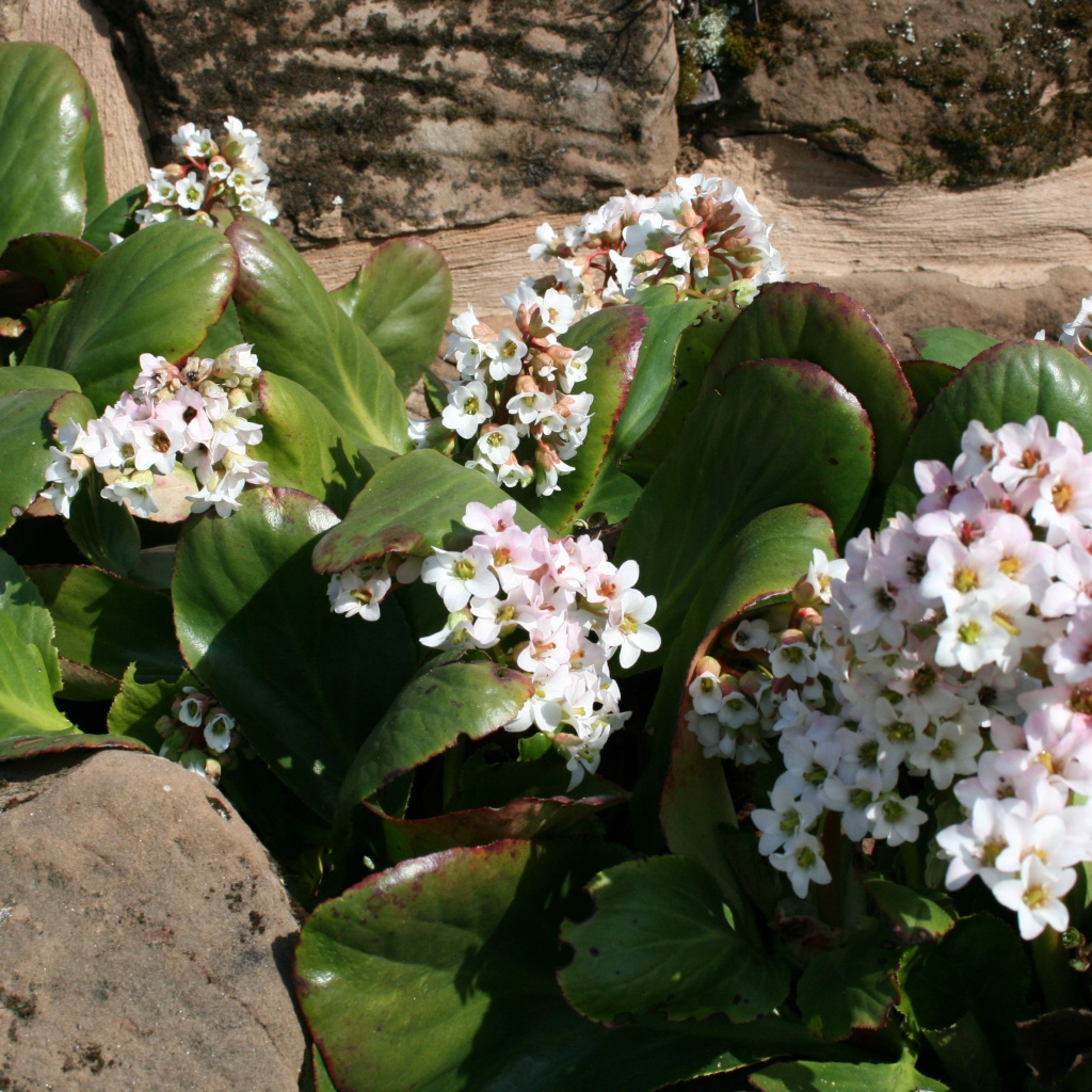 Бадан многолетнее растение
