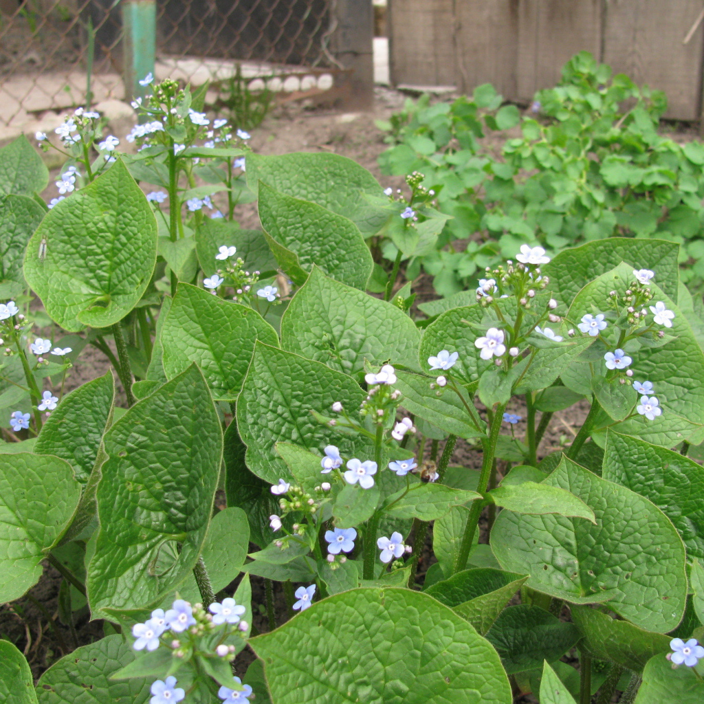 Многолетнее красивое растение бруннера
