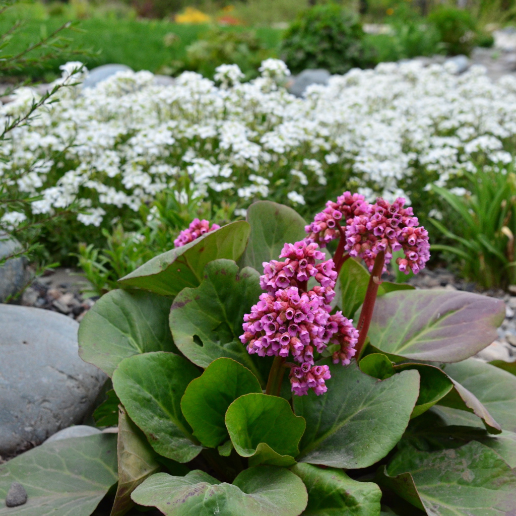 Многолетнее растение бадан