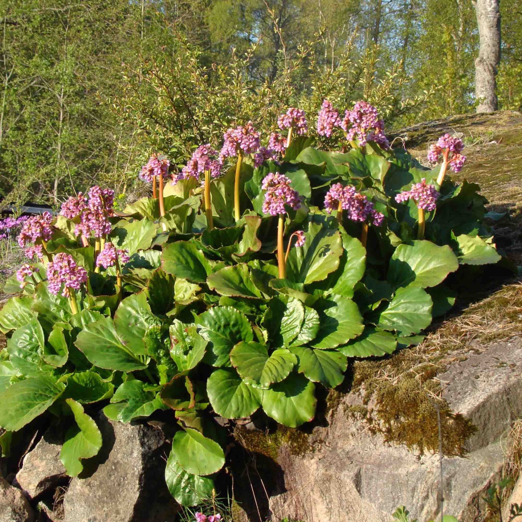 Многолетнее растение бадан в парке