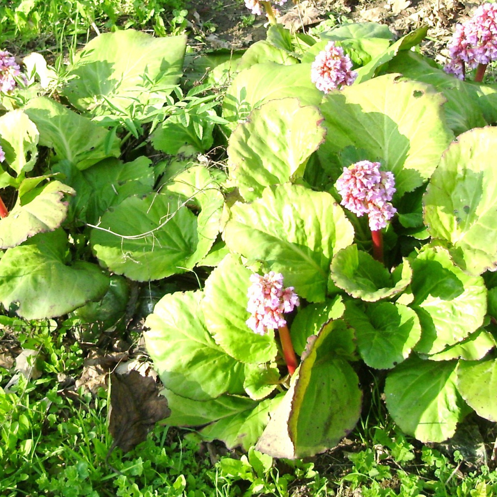 Многолетнее растение бадан на солнце