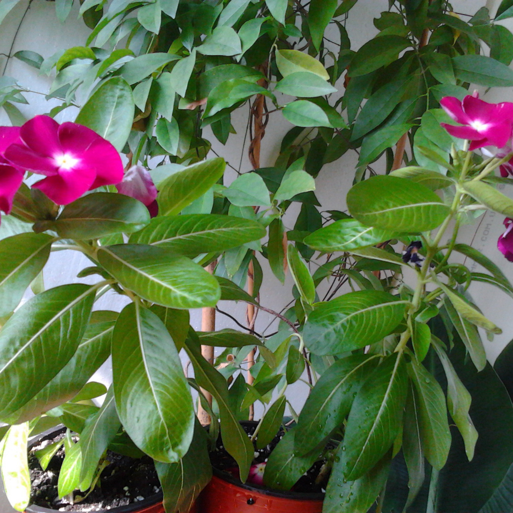 Садовые цветы барвинок на дачном участке