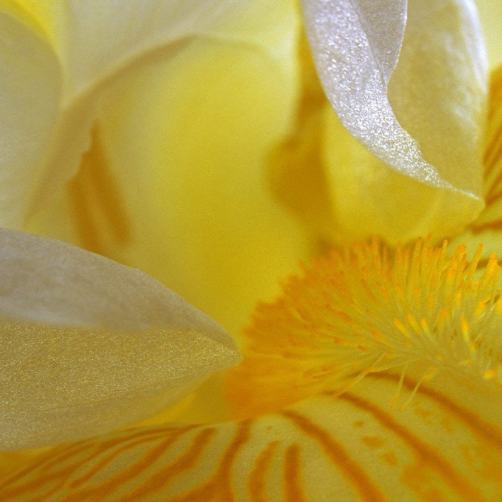 Лепестки желтого ириса