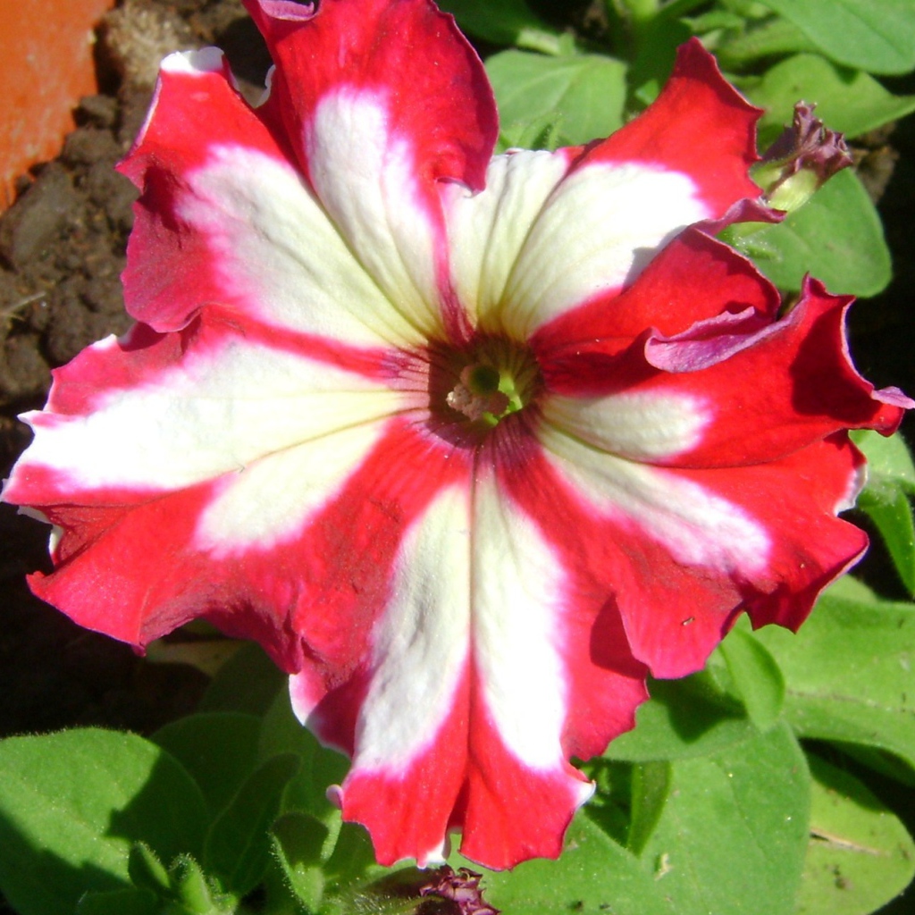 Выращивание цветов петуния в саду