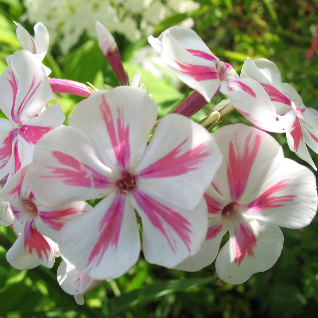 Флокс расцвел на солнечной поляне