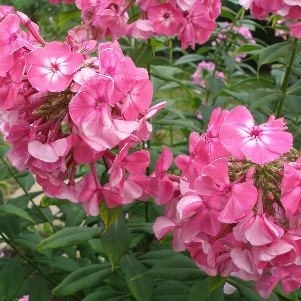 Цветы флокс цветут в саду