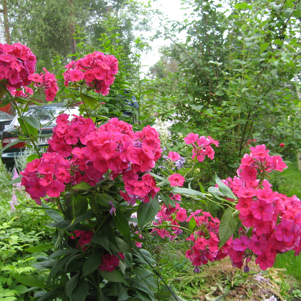 Цветы флокс цветут на поляне