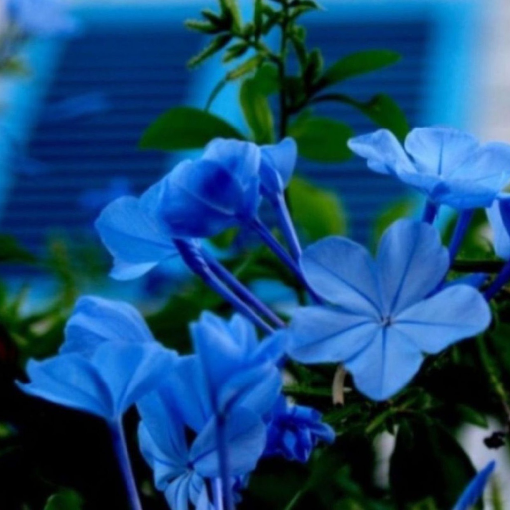 Цветы флокс весной на поляне